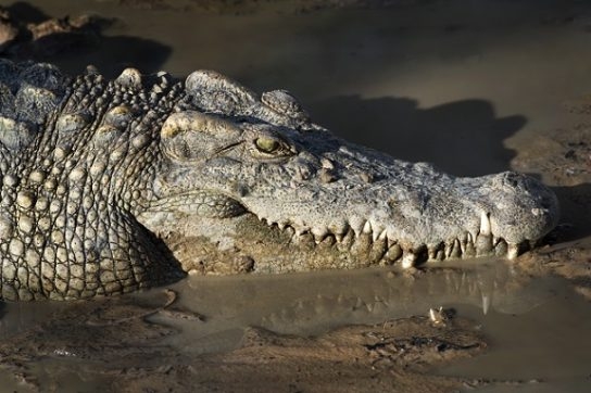 Сиамский крокодил (Crocodylus siamensis) Сиамский крокодил (Crocodylus siamensis)