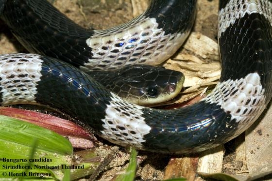 Малайский крайт (Bungarus candidus) Малайский крайт (Bungarus candidus)