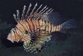 Крылатка (Pterois volitans) Крылатка (Pterois volitans)